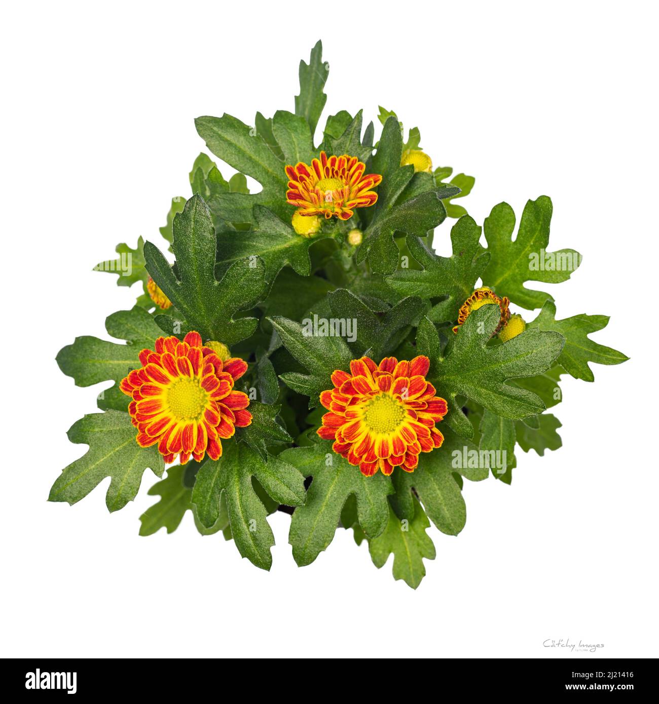 Top view of yellow and orange Chrysanthemum plant. Isolated on a white ...