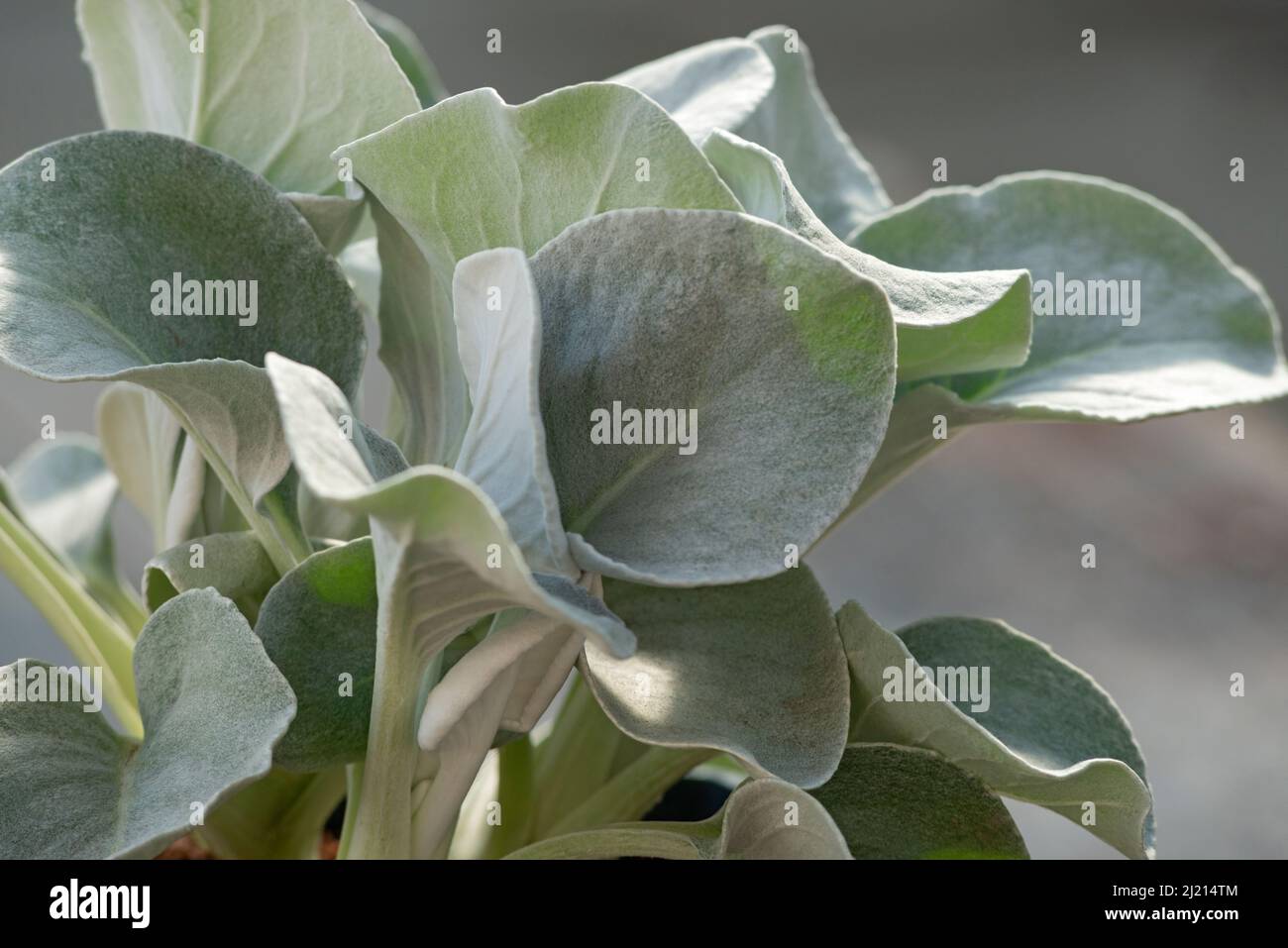 Senecio Angel Wings Plant Stock Photo Alamy
