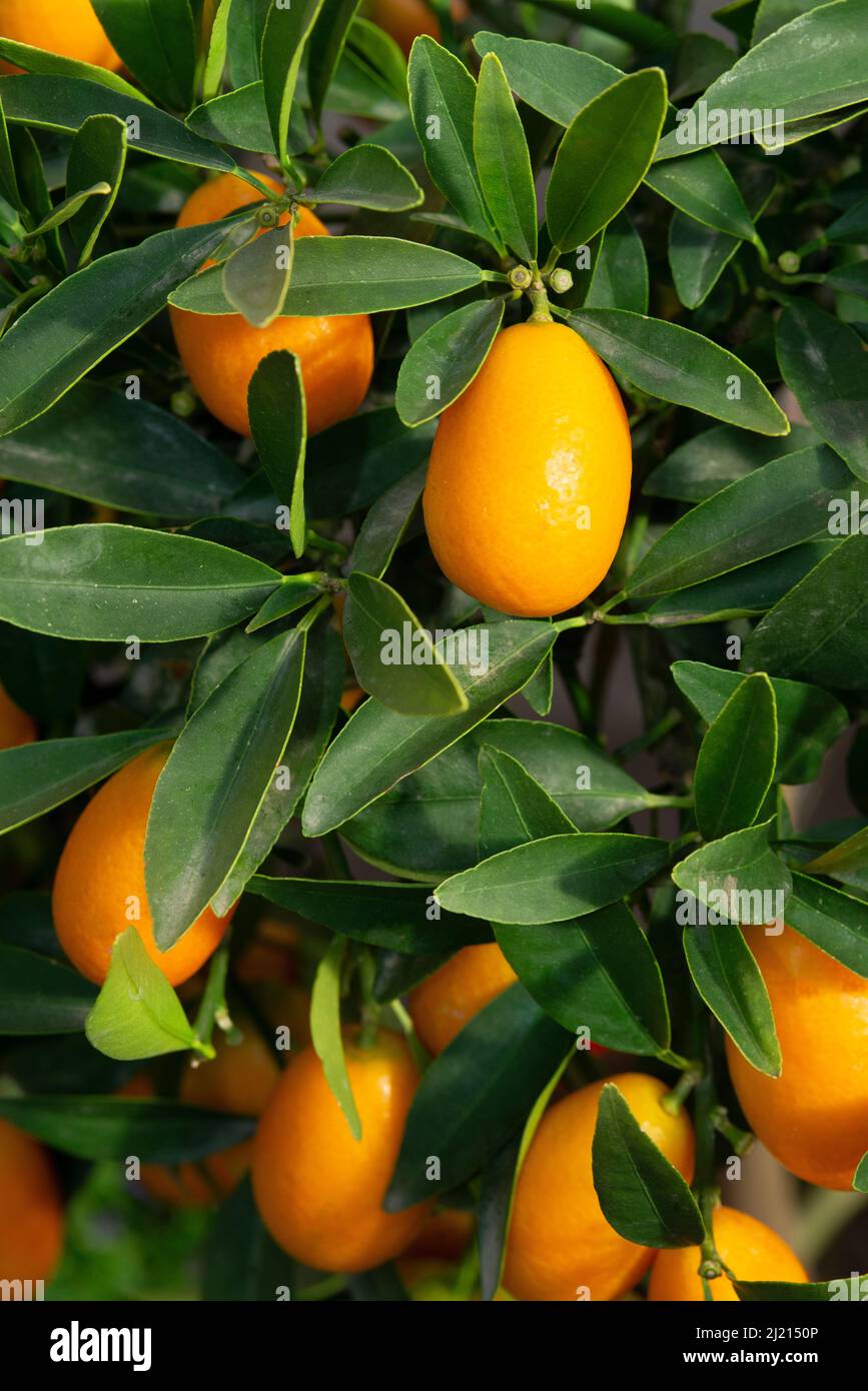 Kumquat Fruit, Citrus Japonica Stock Photo Alamy