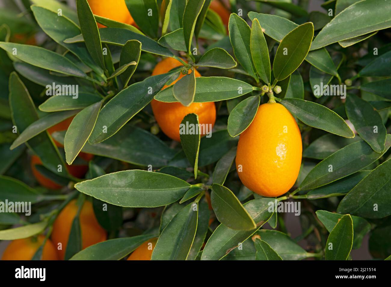 Kumquat Fruit, Citrus Japonica Stock Photo