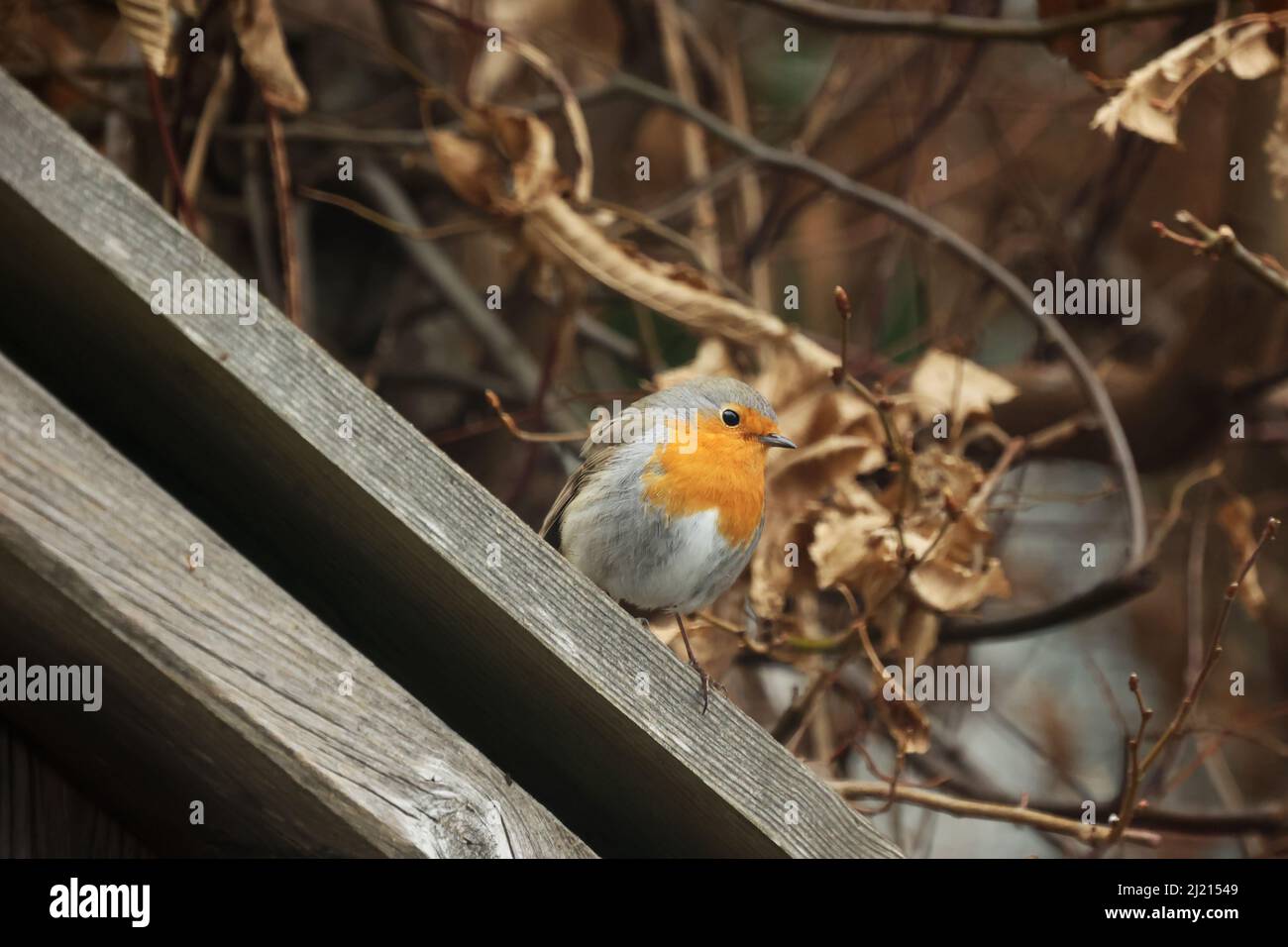 Red wing bird on railing hi-res stock photography and images - Alamy