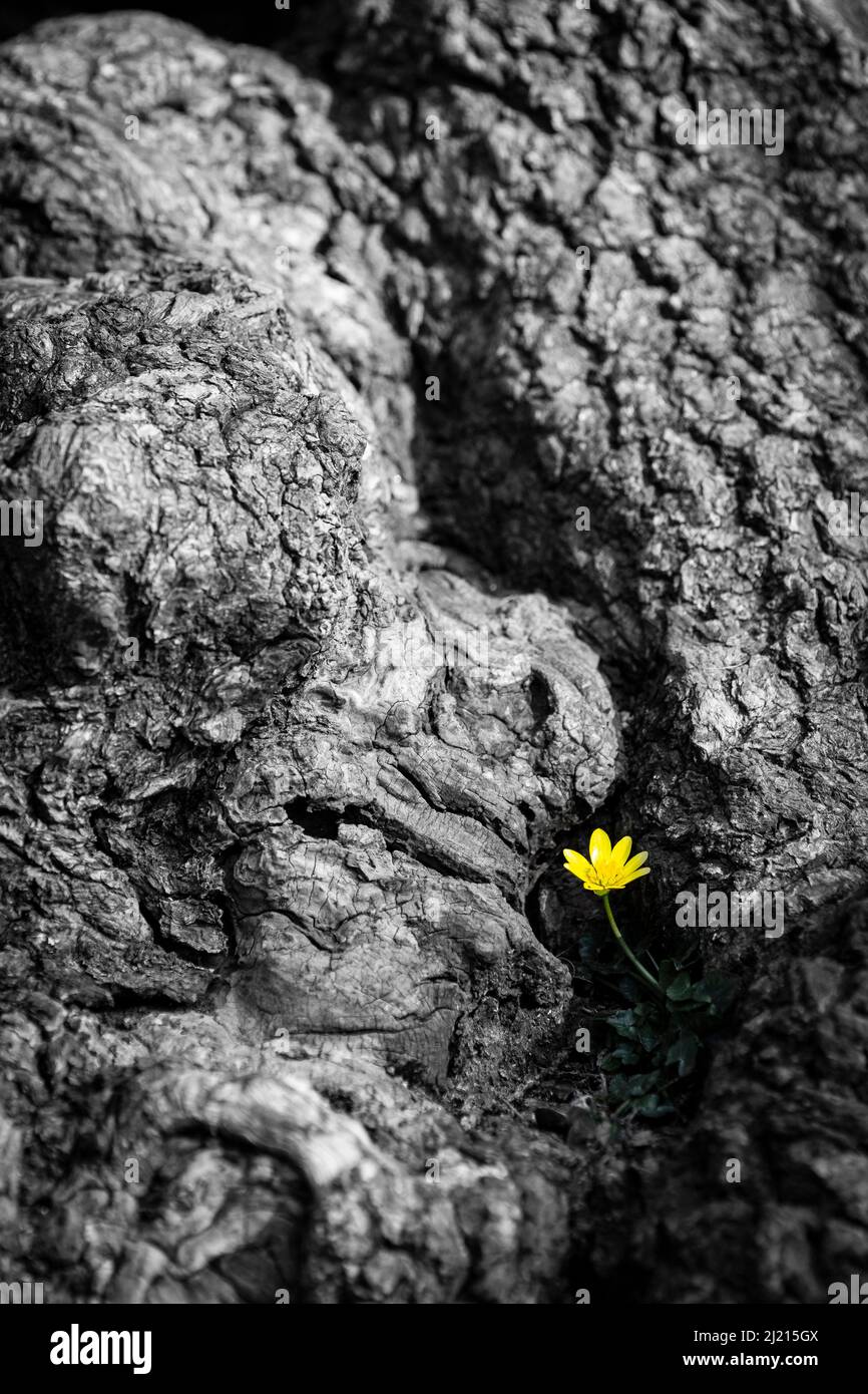 Old knurled tree with flower growing out of a nook in the trunk Stock Photo
