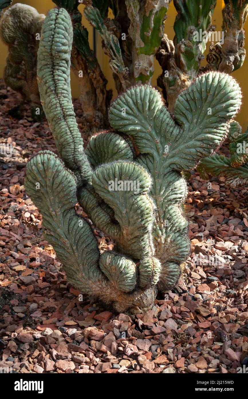 Cipocereus bradei cristata cactus plant indoors in sunshine Stock Photo