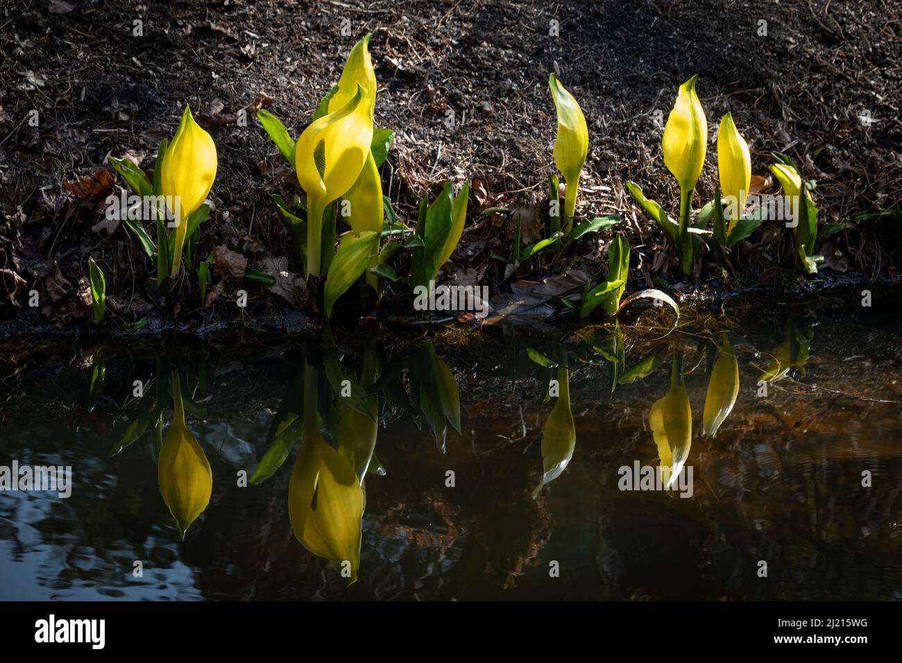 Young Lysichiton americanus plants, Skunk cabbage, mirroring in the water in springtime Stock Photo