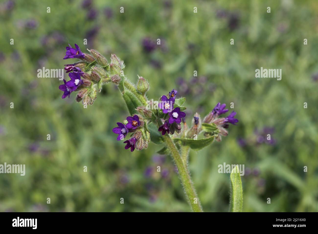Common ox tongue (Anchusa officinalis) in Taunus, Hesse, Germany Stock Photo