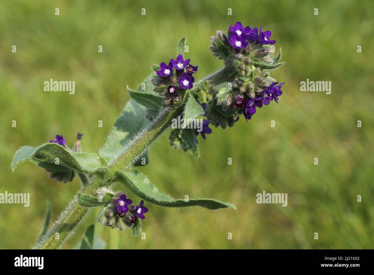 Common ox tongue (Anchusa officinalis) in Taunus, Hesse, Germany Stock Photo