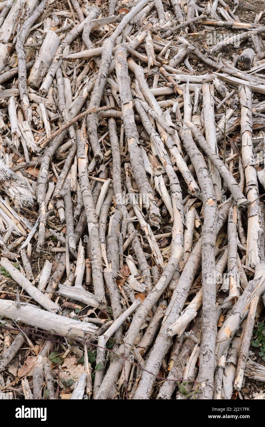 Pile Of Twigs Images – Browse 32,770 Stock Photos, Vectors, and Video