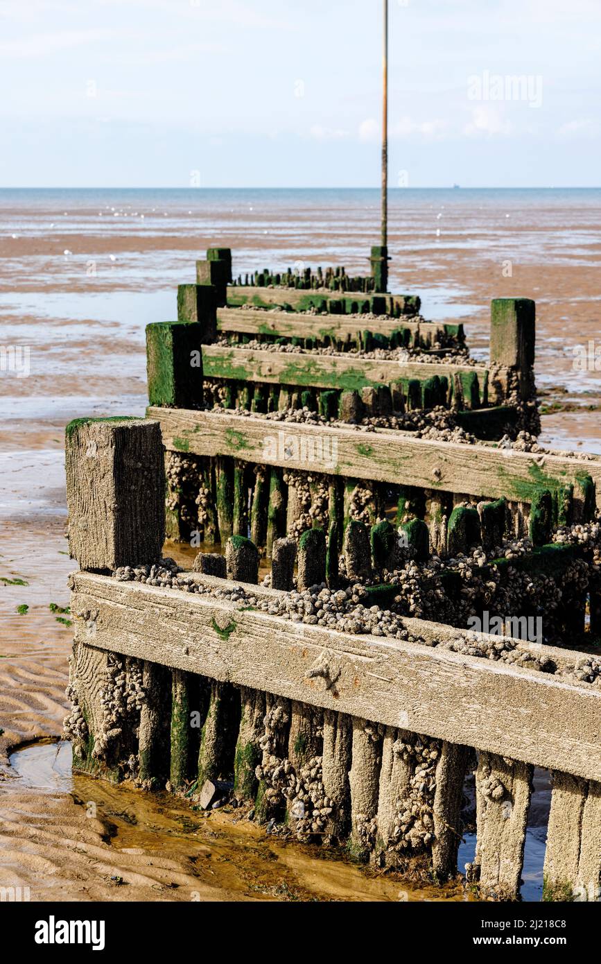 Encrusted and weathered old wooden groyne on the beach at low tide on the foreshore at Heacham, west Norfolk, England Stock Photo