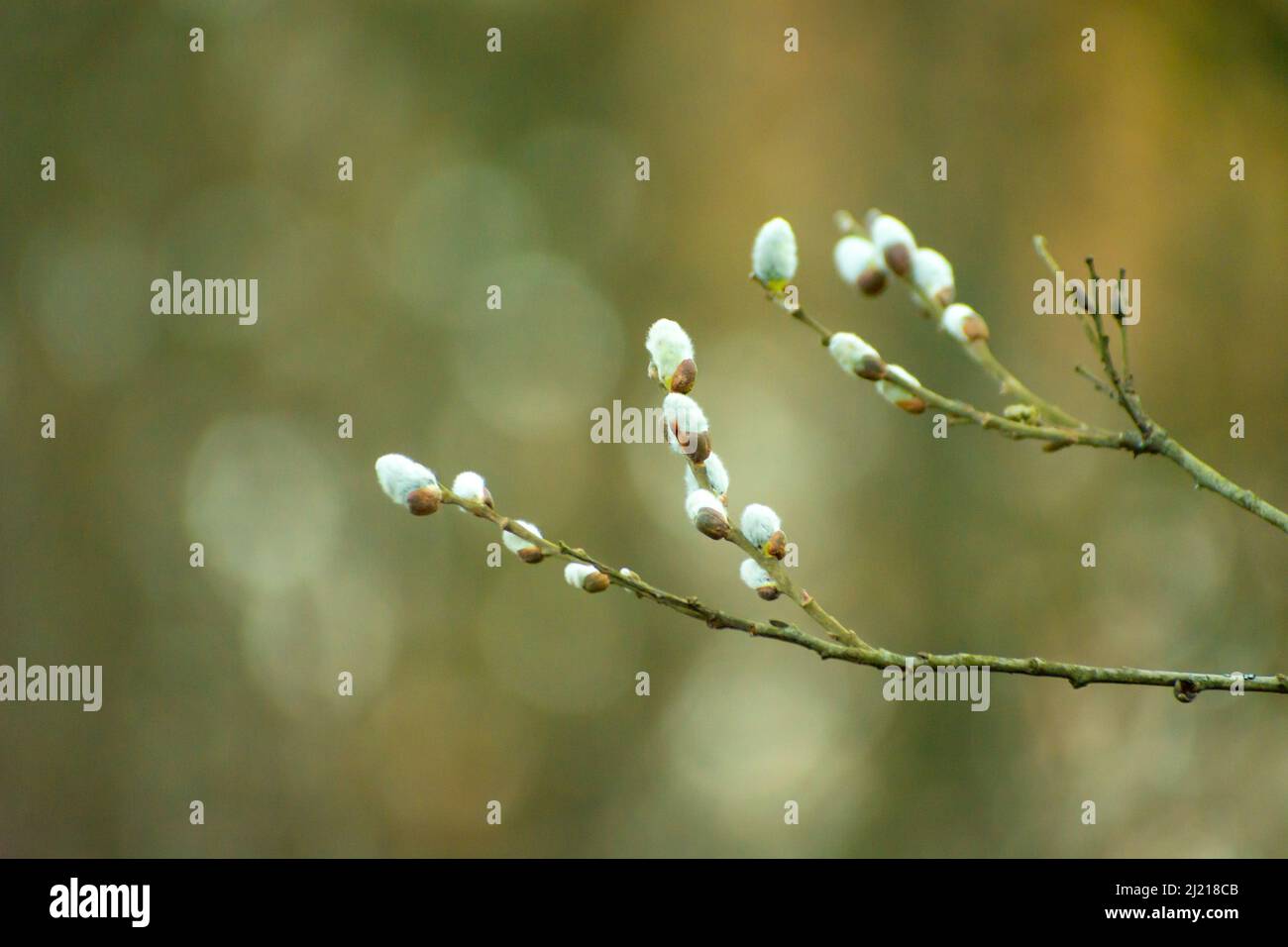 Twigs with white fluffy catkins and blurred background, spring view Stock Photo