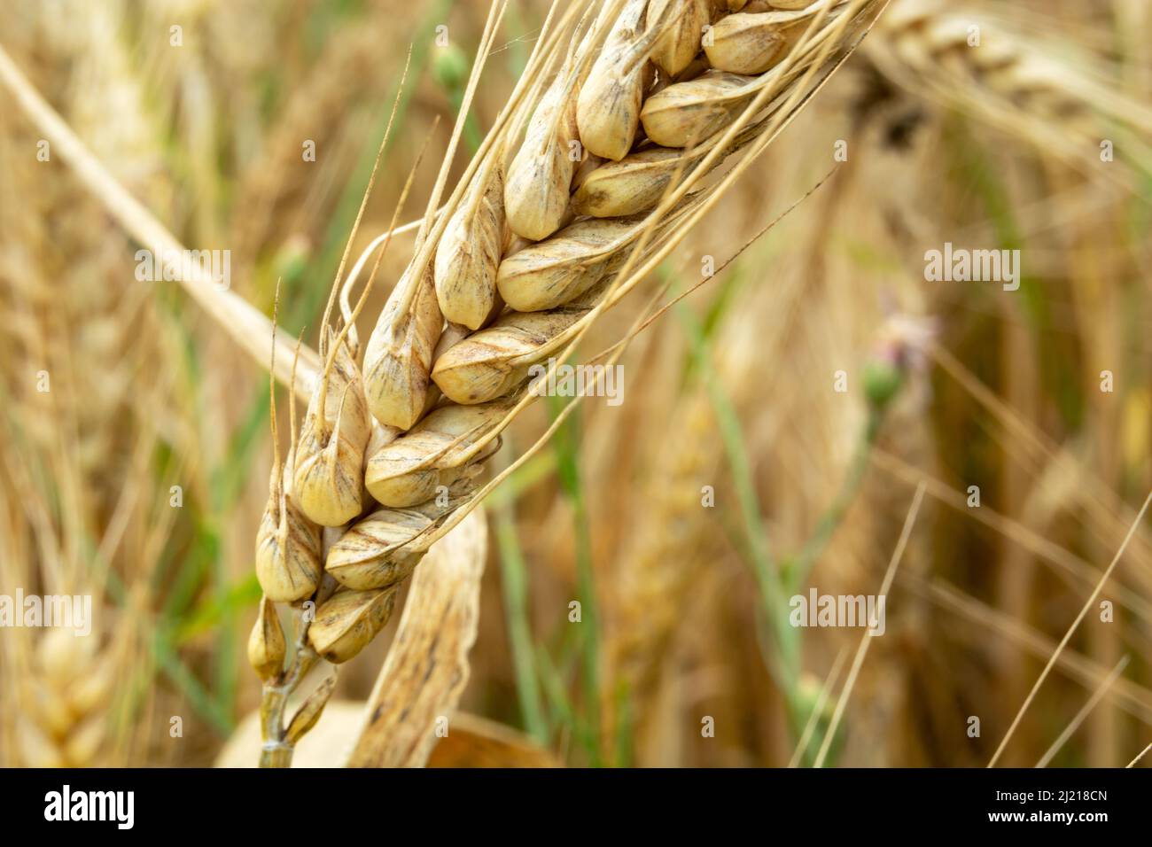 High close-up on an ear of grain, summer view Stock Photo