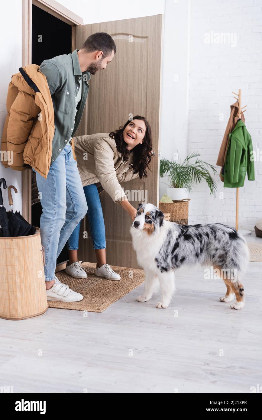 Australian shepherd winter clearance coat