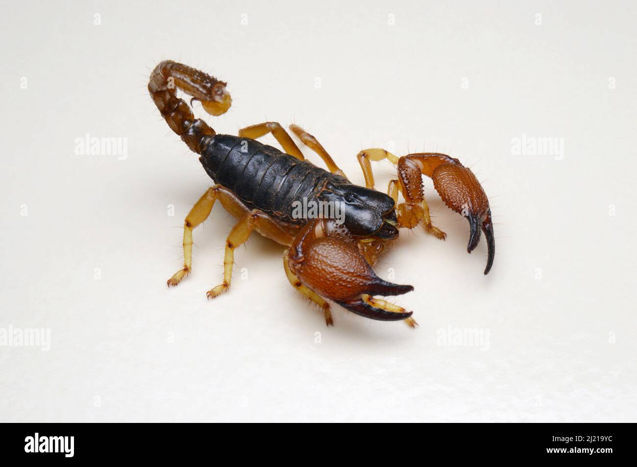 Forest scorpion, Heterometrus xanthopus, Satara, Maharashtra, India Stock Photo