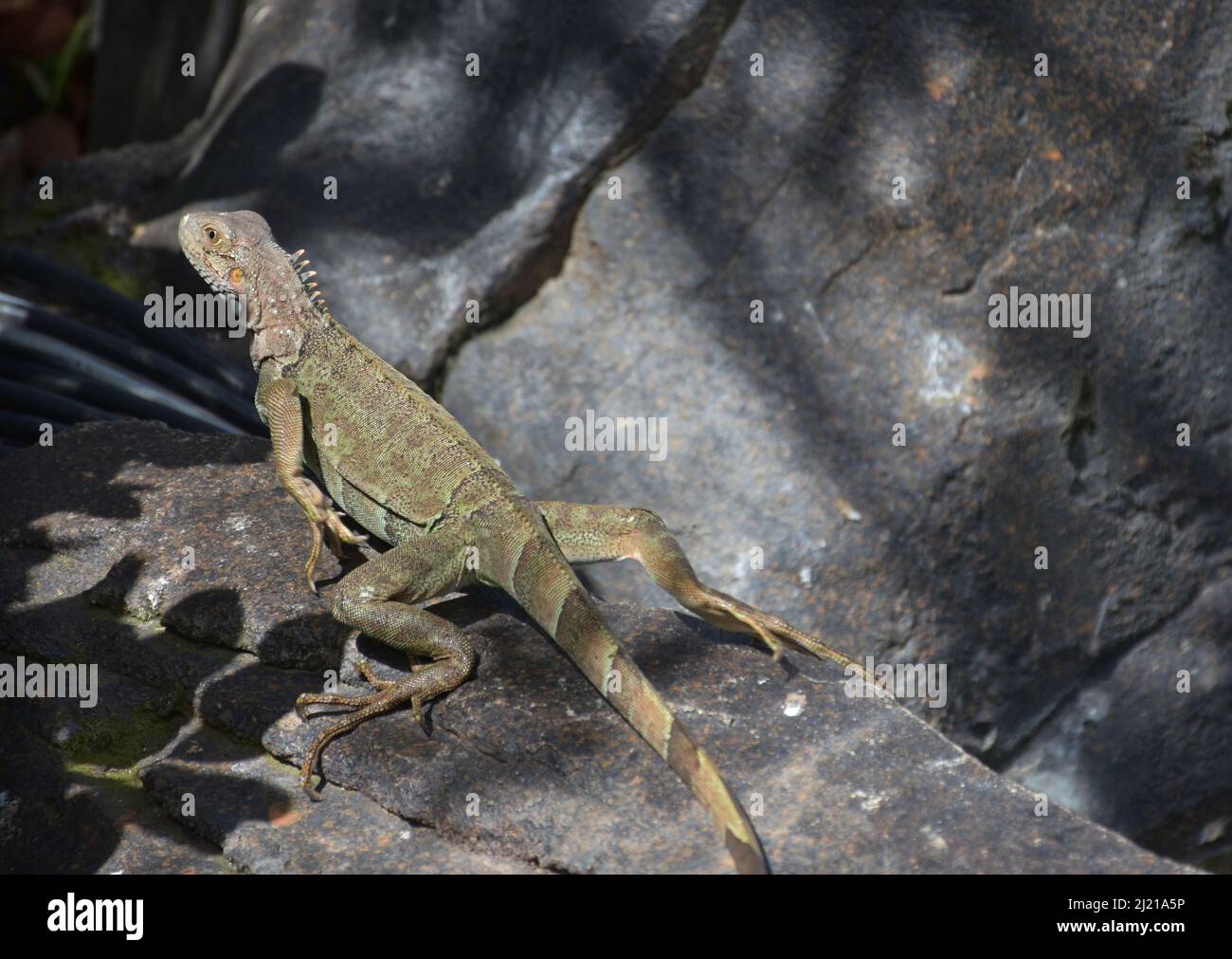 Creeping iguana moving forward on a very large rock Stock Photo - Alamy