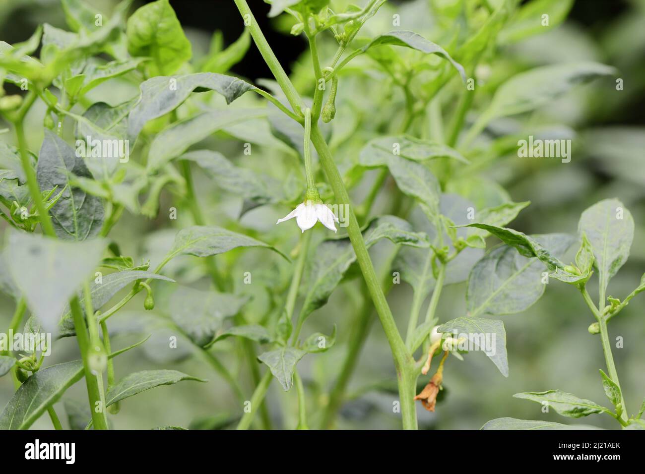 Close-up Photo of White colored flowers blooming on chilli crop Stock Photo