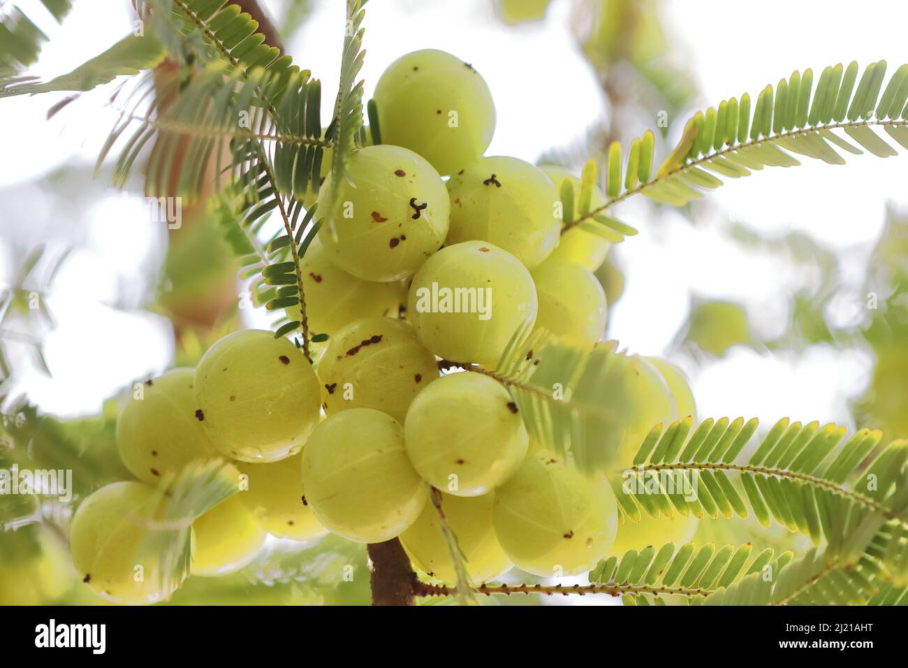 Close-up photo of ripe fresh big size gooseberry ( Indian amla, phyllanthus emblica )fruits in bunches in garden Stock Photo