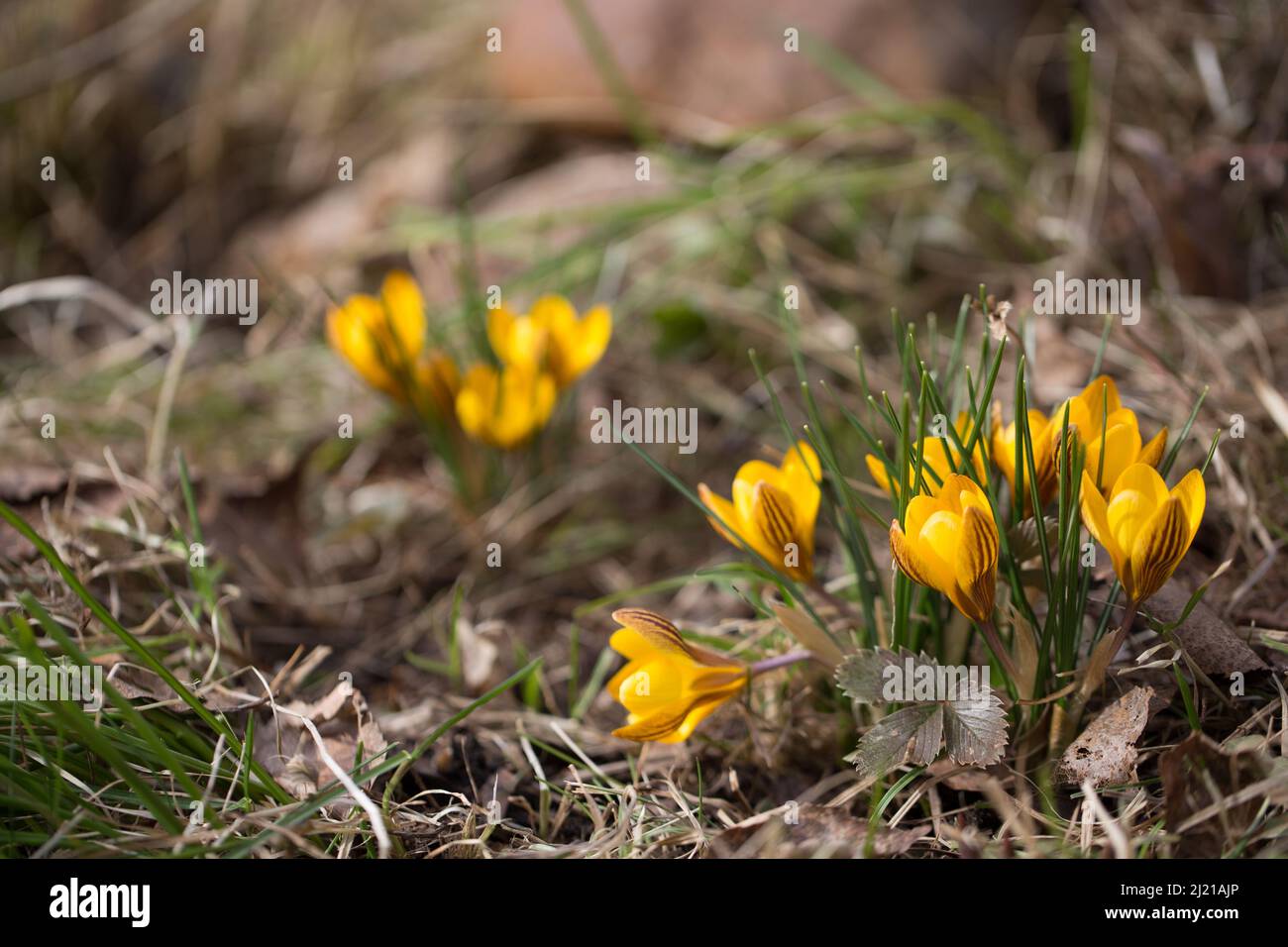 Yellow spring crocuses in the early morning outdoors. The first spring flowers against the backdrop of periwinkle foliage. Stock Photo
