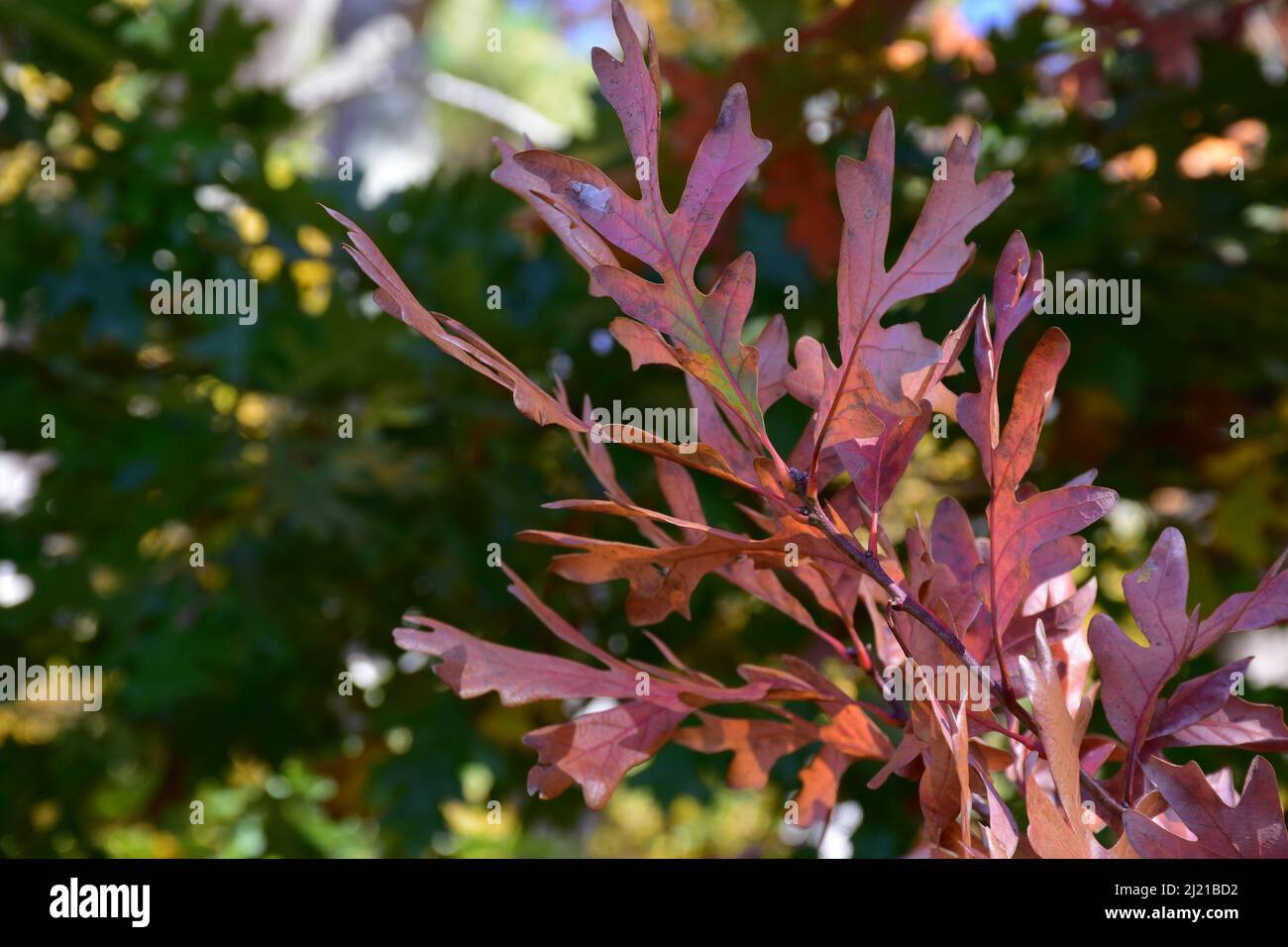 Fantastic up close look at oak leaves changing colors in the Fall Stock