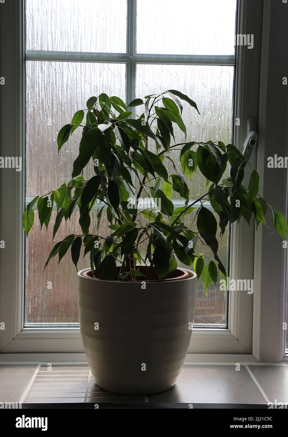 House plant on bathroom window sill Stock Photo Alamy