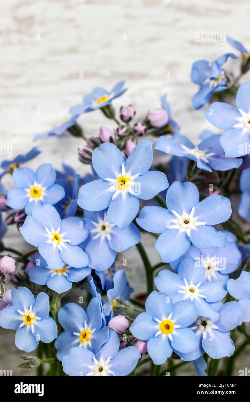 Stack of vintage love letters and me not flowers. retro style