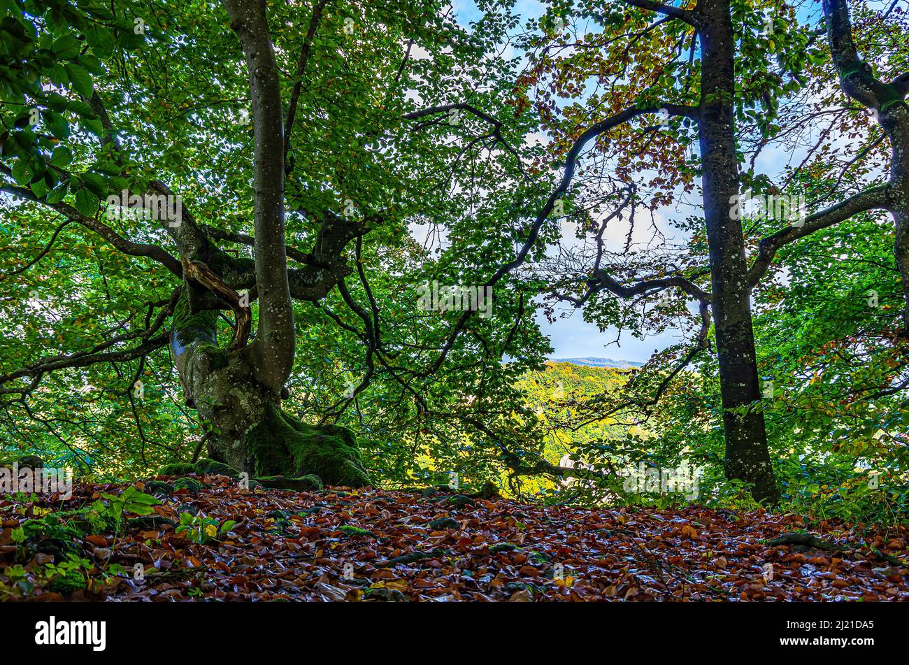 Group of trees at a mountain edge on the Swabian Alb, Alb escarpment near Honau, Lichtenstein, Baden-Württemberg, Germany. Stock Photo