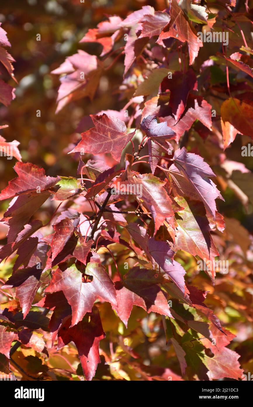 Spectacularly colorful fall foliage on a tree in New England Stock