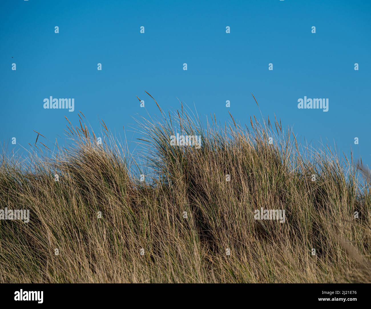 Marram grass growing on sand dunes against a bright blue sky. Stock Photo