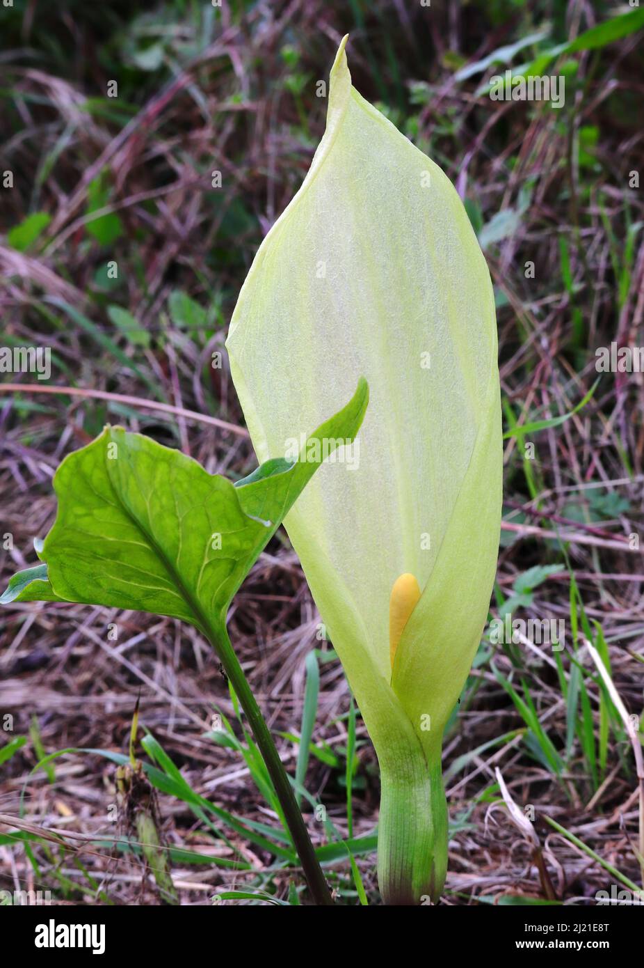 Arum italicum flowering. Perennial plant in the family Araceae, also known as Italian arum and Italian lords and ladies. Springtime. Oeiras, Portugal Stock Photo