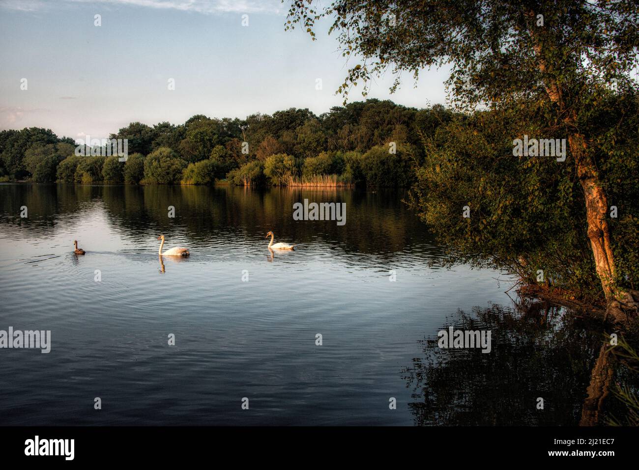 Petersfield lake and trees with swans in Hampshire, England, UK at sunset Stock Photo
