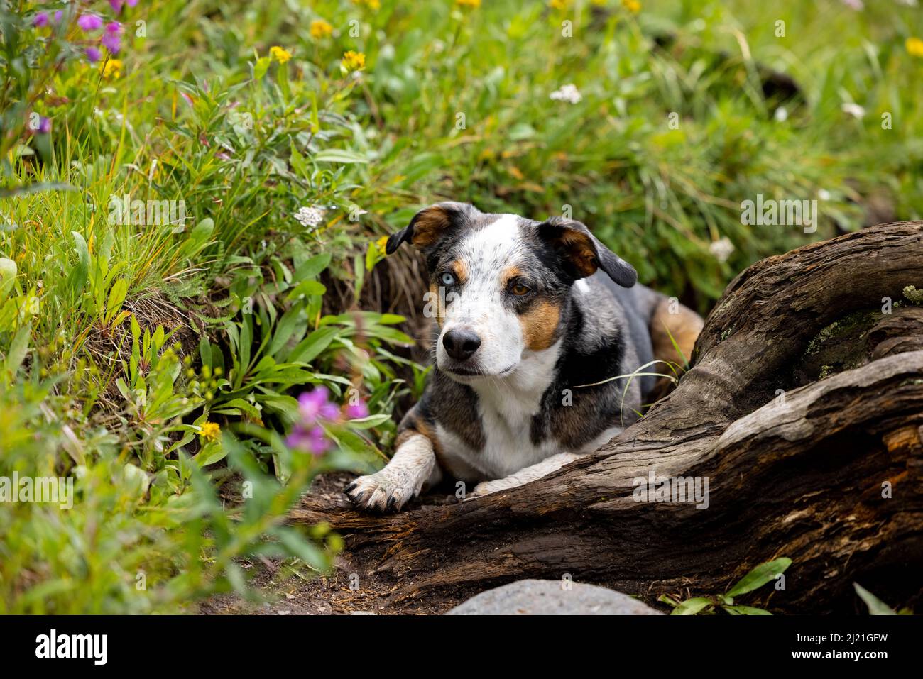 What Can You Name A Dog With Two Different Colored Eyes