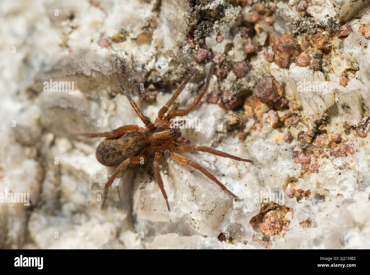Egg cocoon spider (Agroeca brunnea) Stock Photo