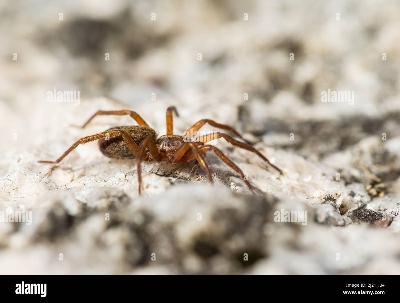 Egg cocoon spider (Agroeca brunnea) Stock Photo
