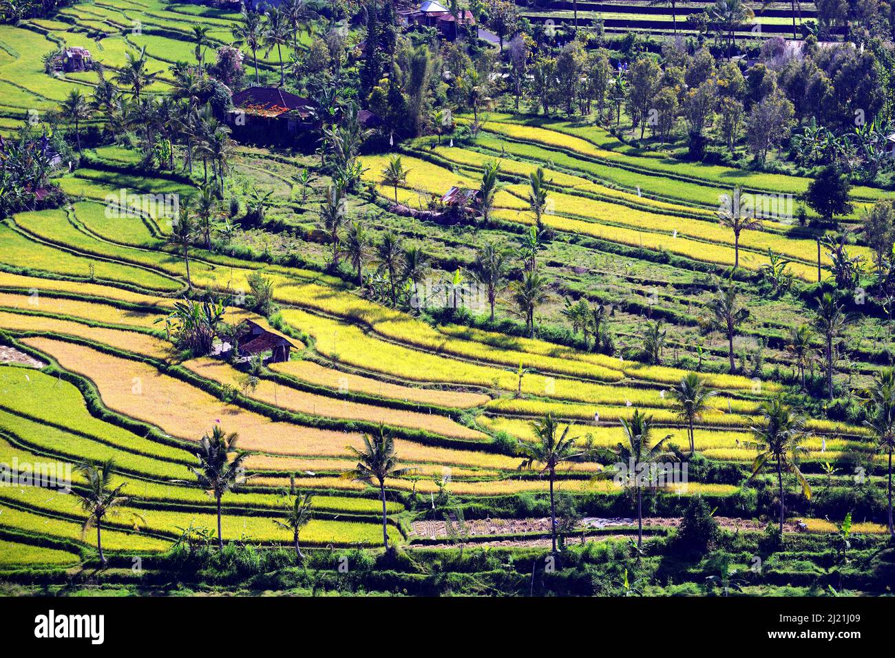 rice fields and terraces on central Bali, Indonesia, Bali, Munduk Stock Photo