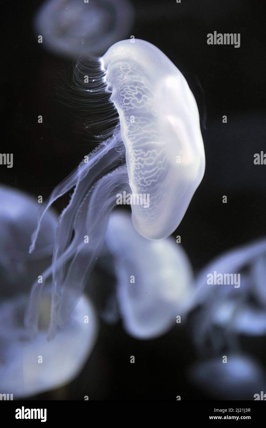 Moon jelly, Common jellyfish (Aurelia aurita), swimming, side view Stock Photo