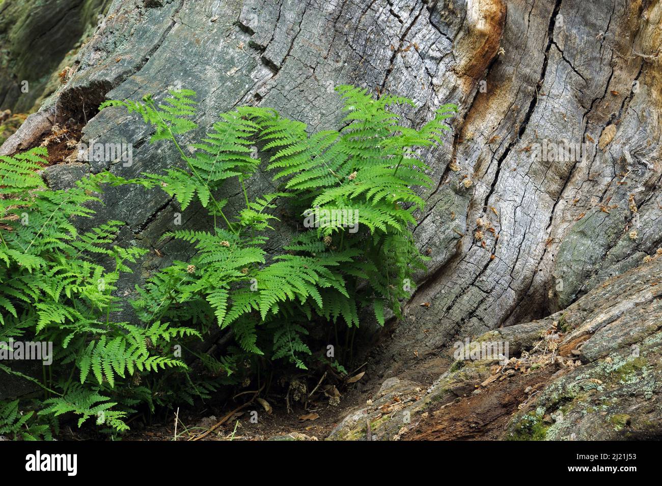 bracken fern (Pteridium aquilinum), Fern grows at a mossy trunk of an old beech at the primeval forest Sababurg, Germany, Hesse Stock Photo