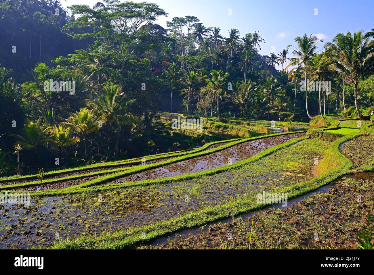 Rice fields at the entrance to Gunung Kawi Temple, Indonesia, Bali Stock Photo