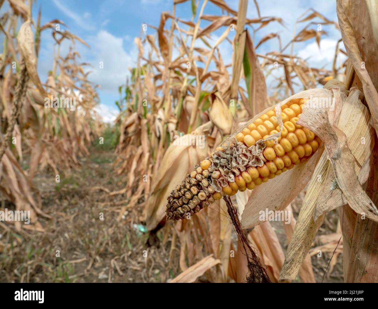 Indian corn, maize (Zea mays), Shriveled maize in a field because of poor rainfall, Austria Stock Photo