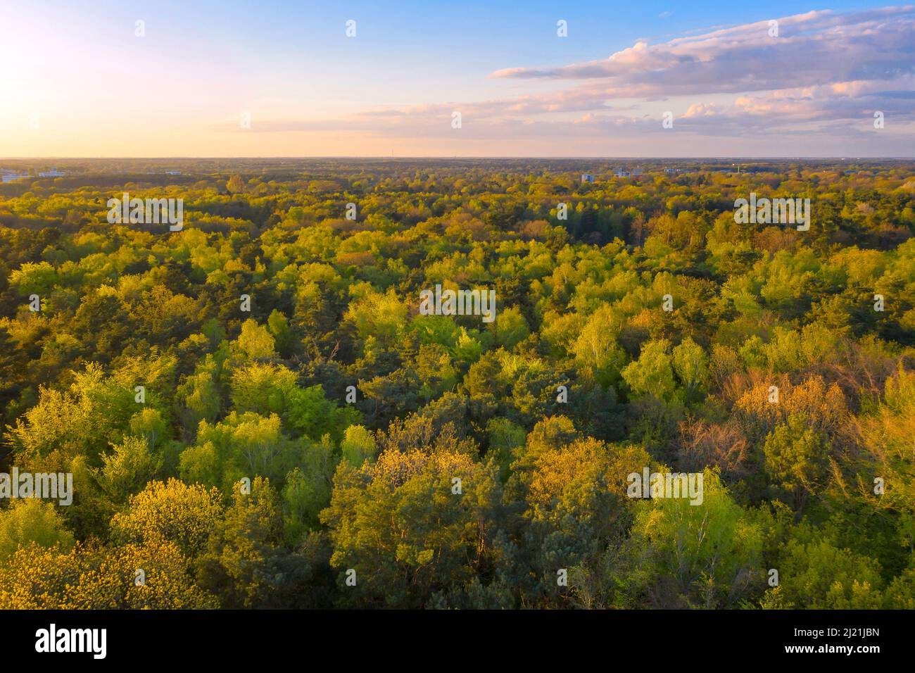 forest near Wittenbergen in spring, aerial photo, Germany, Schleswig ...