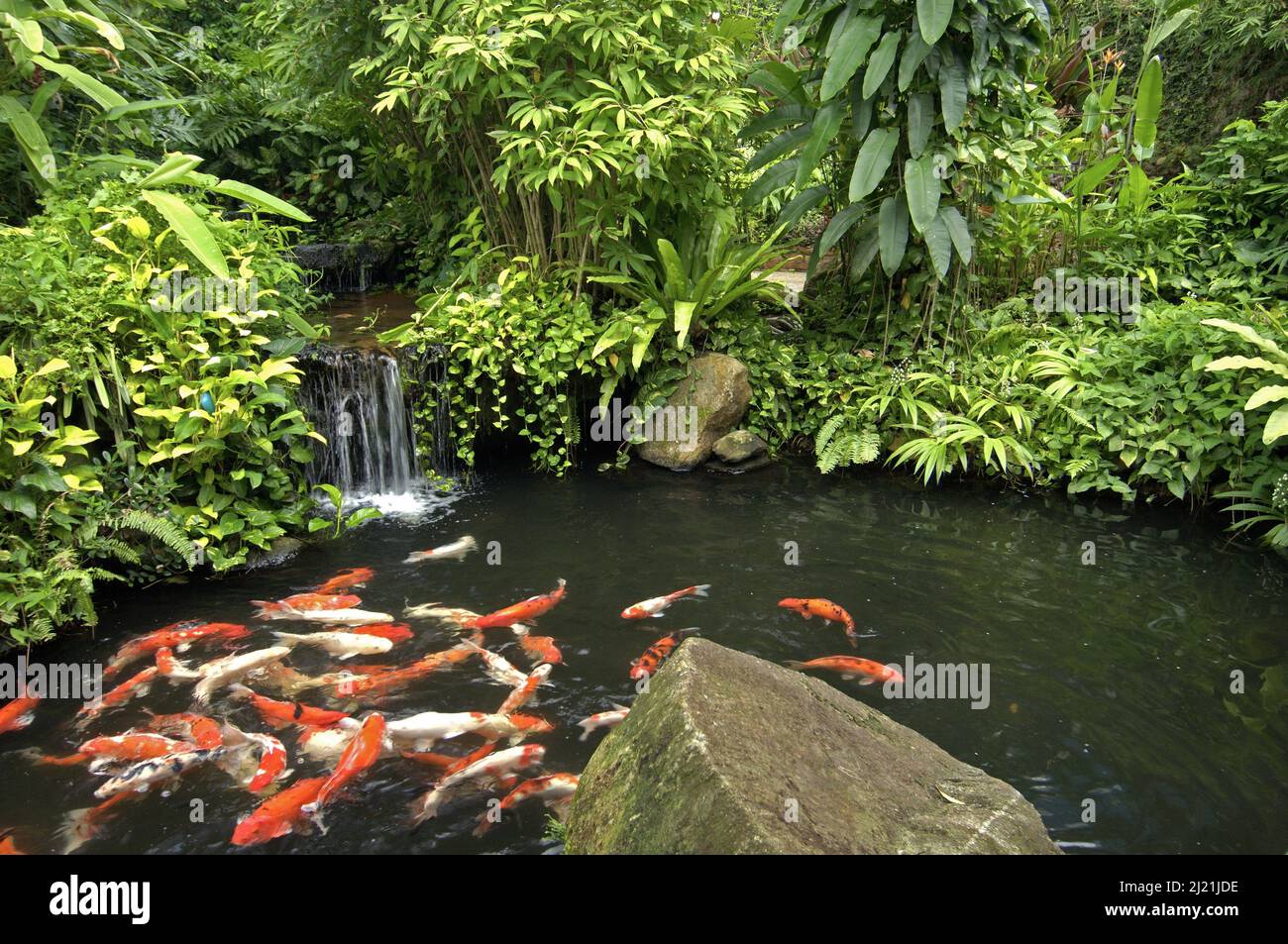 koi carp (Cyprinus carpio), koi pond, Thailand, Phuket Stock Photo