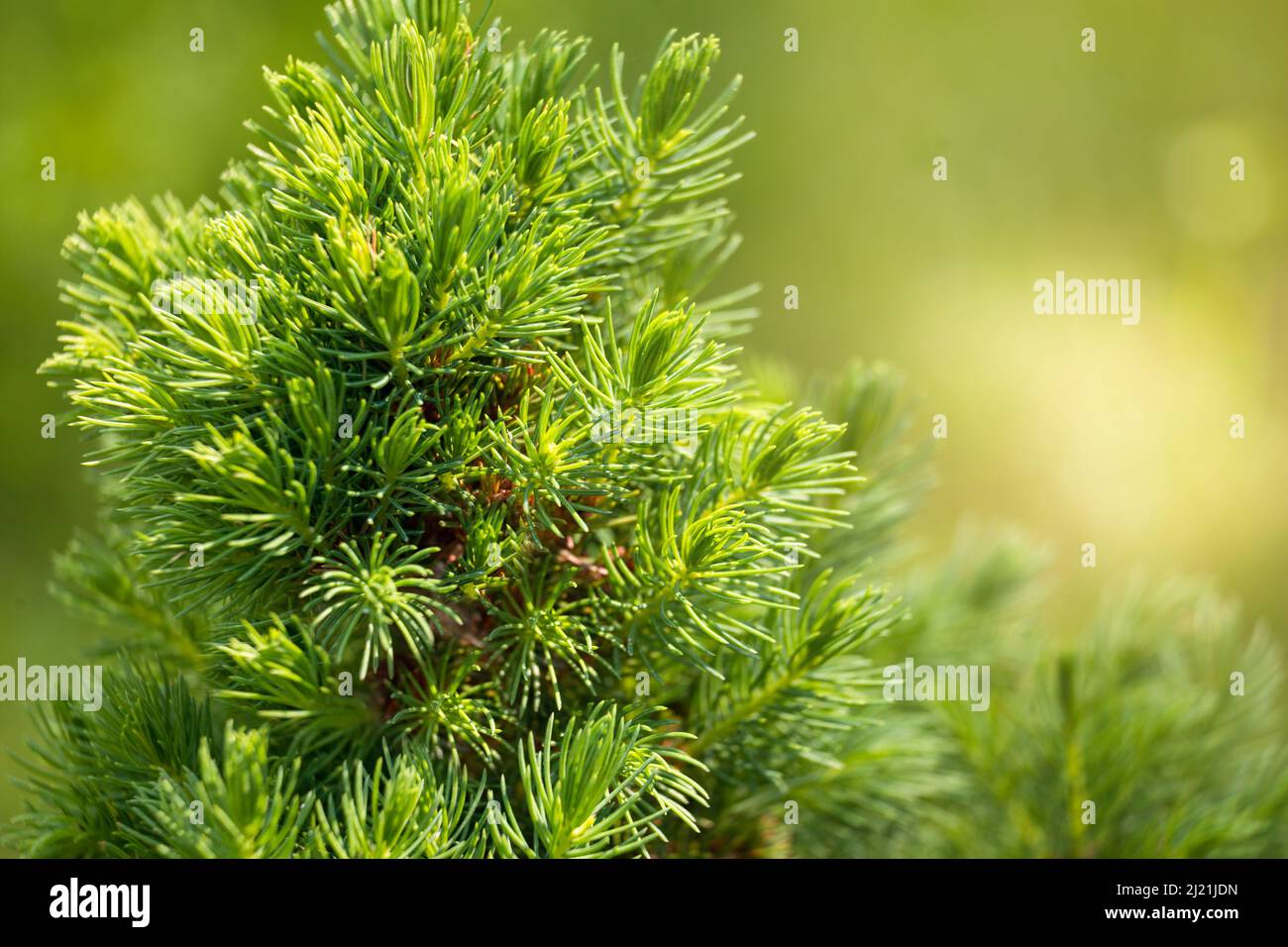 Dwarf ornamental spruce Conica (Picea glauca or white spruce). Branches with beautiful soft needles close-up Stock Photo