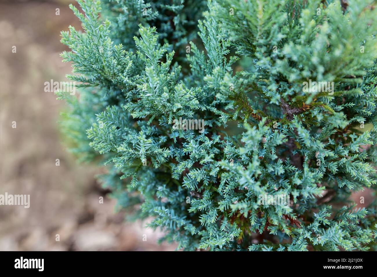 Chamaecyparis with beautiful blue needles. Branches close-up. Ornamental dwarf plant for landscaping Stock Photo