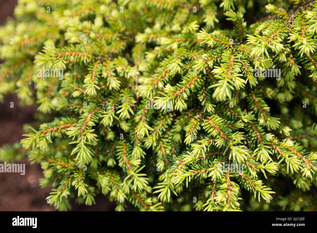 Dwarf ornamental spruce variety Nidiformis (Picea abies, Norway spruce or European spruce). Branches with young shoots of annual growth. Natural backg Stock Photo