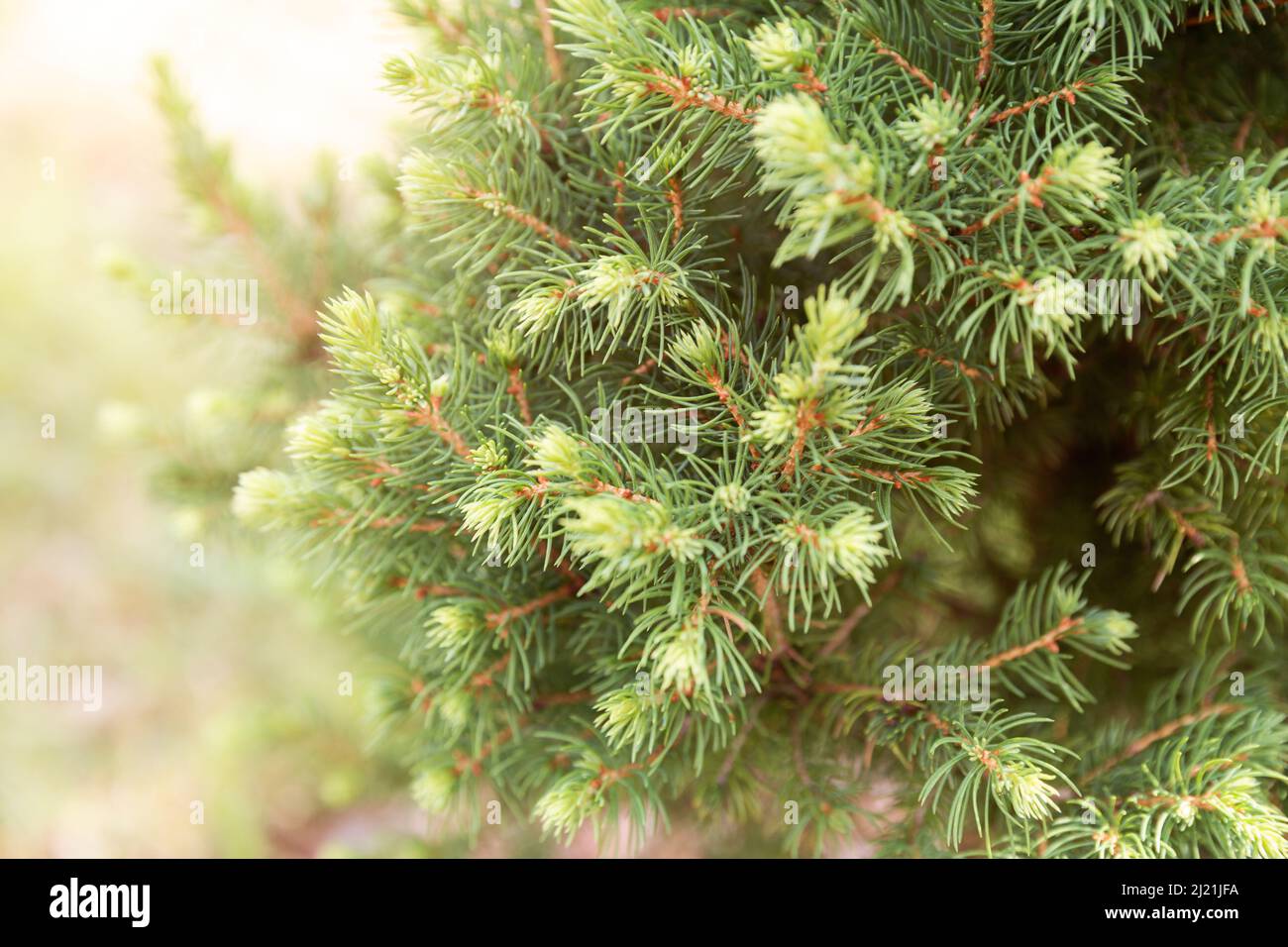 Dwarf ornamental spruce Conica (Picea glauca or white spruce). Branches with young shoots of annual growth Stock Photo