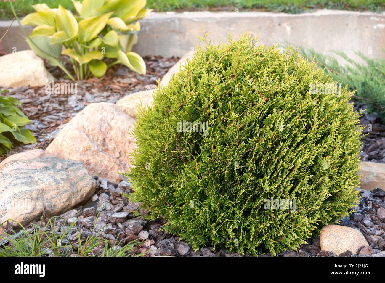 Thuja occidentalis cultivar 'Little Boy' dwarf spherical shrub in landscaping Stock Photo