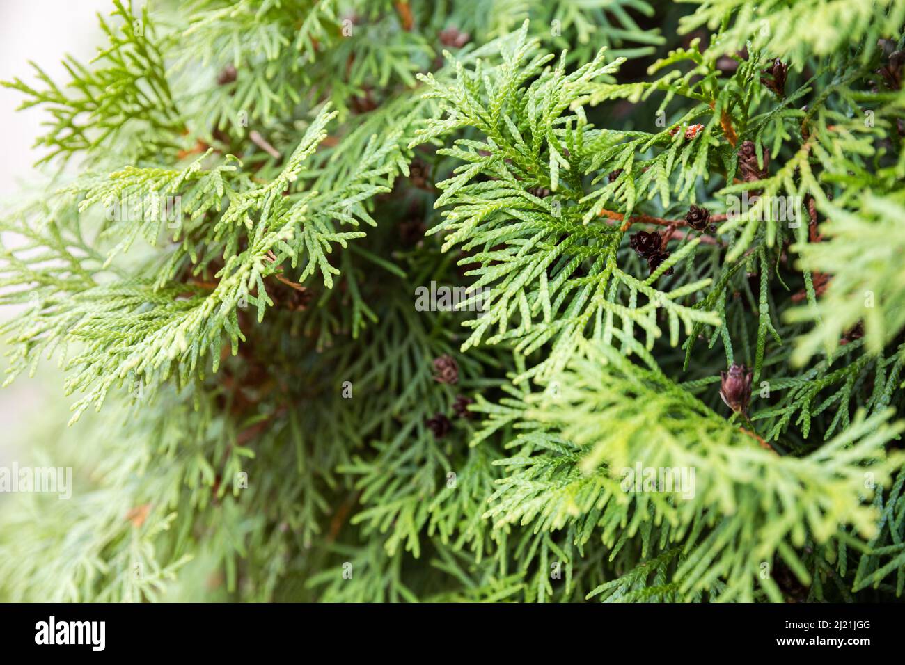 Thuja occidentalis branches with cones close-up Stock Photo