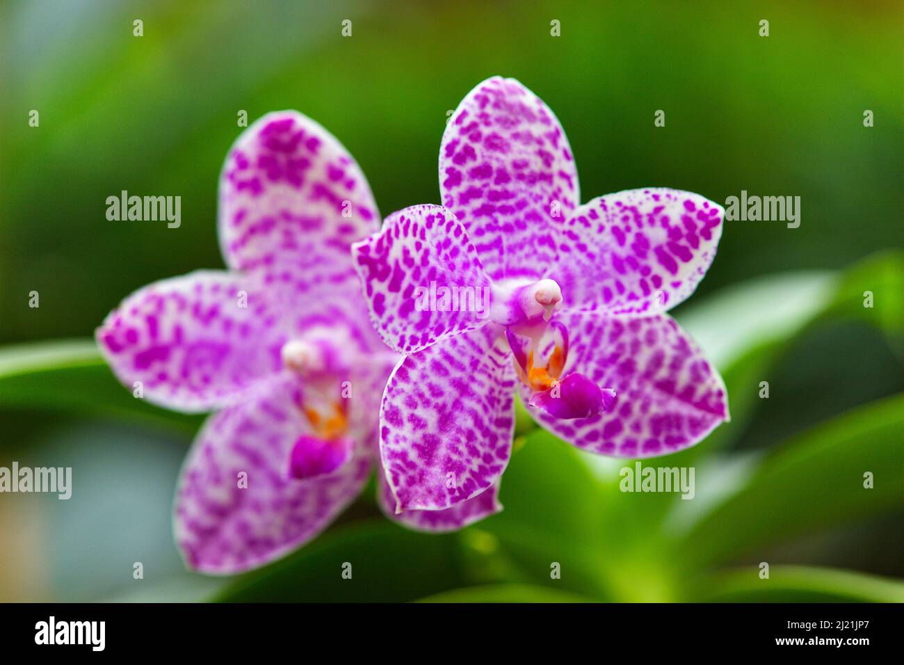 Moth orchid (Phalaenopsis-Hybride), flowers Stock Photo