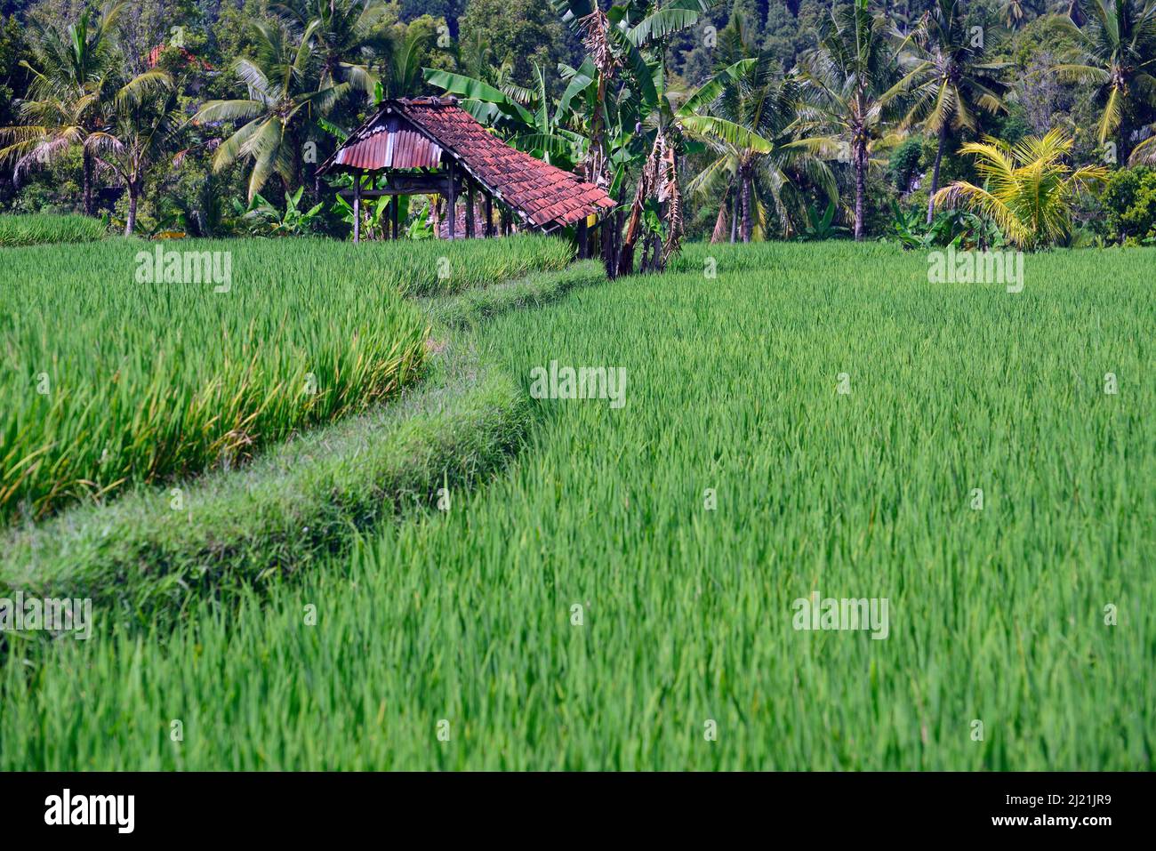 Farming+agriculture+hut+huts hi-res stock photography and images - Page 3 -  Alamy