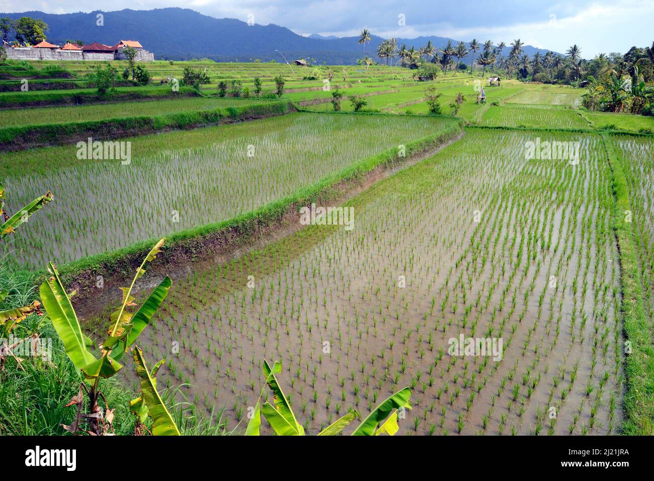 Rice terrraces, Indonesia, Bali, Munduk Stock Photo