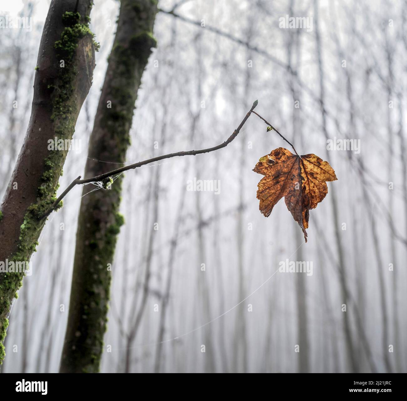 sycamore maple, great maple (Acer pseudoplatanus), Single leaf on a twig in late autumn, Austria Stock Photo