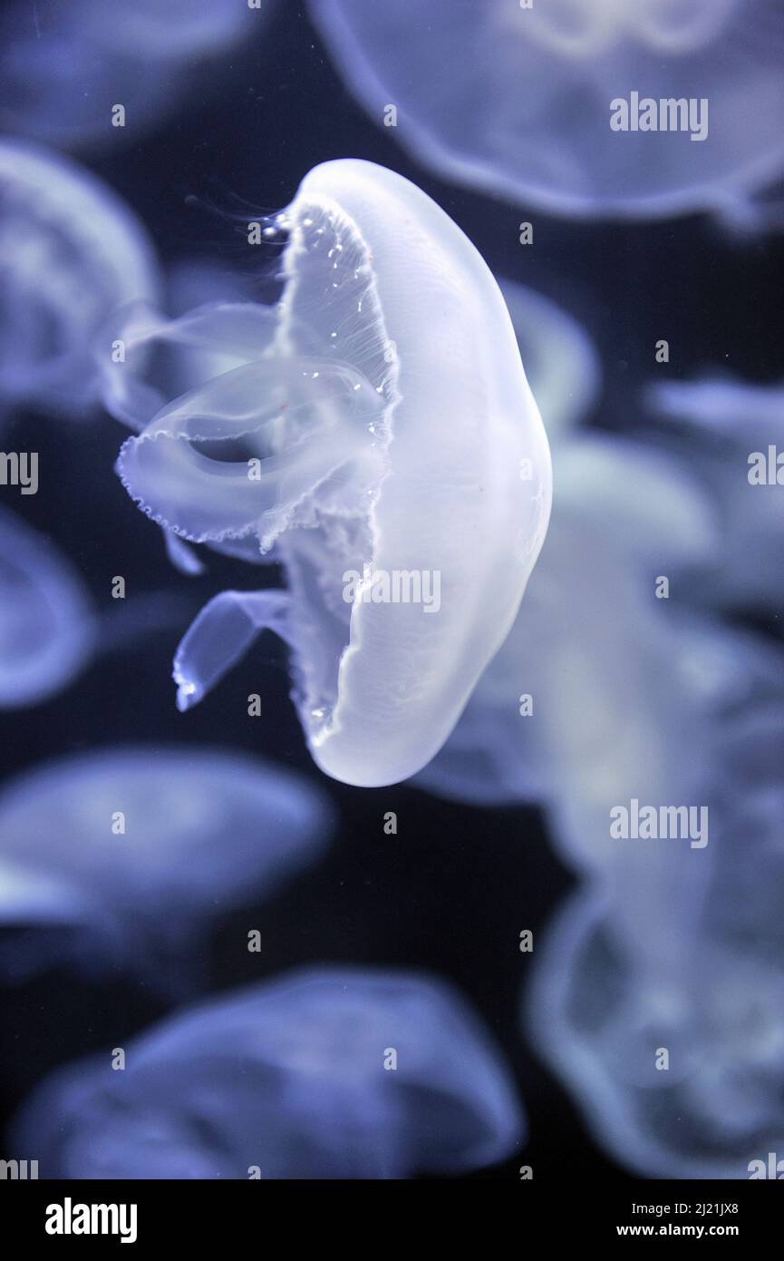 Moon jelly, Common jellyfish (Aurelia aurita), swimming, side view Stock Photo