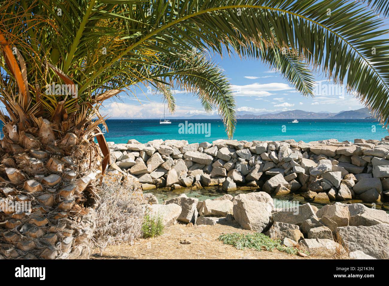 Canary island date palm (Phoenix canariensis), on the west coast of Corsica, France, Corsica, Monticello Stock Photo
